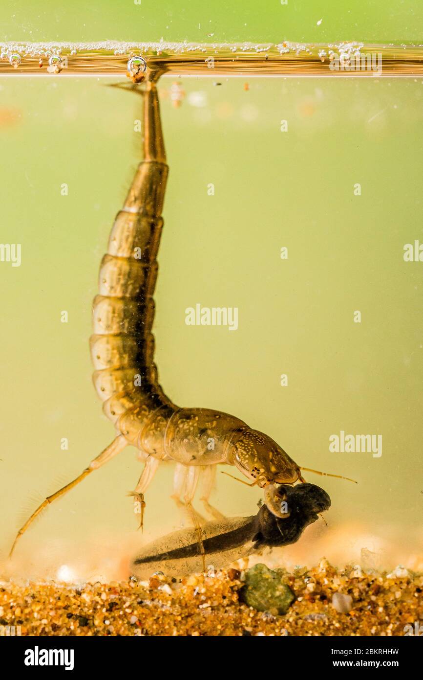 Grand scarabée de plongée larve manger un tadpole photographié dans un studio et relâché à l'endroit où il a été trouvé. Il avait attrapé le têtards lorsqu'il était pris. Banque D'Images