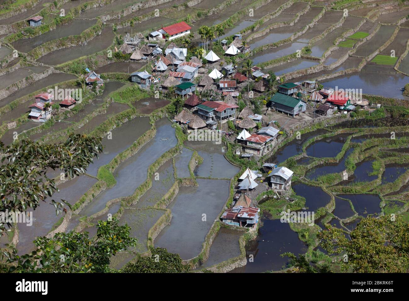 Philippines, île de Luzon, province d'Ifugao, village de Batad, champ de riz Banque D'Images