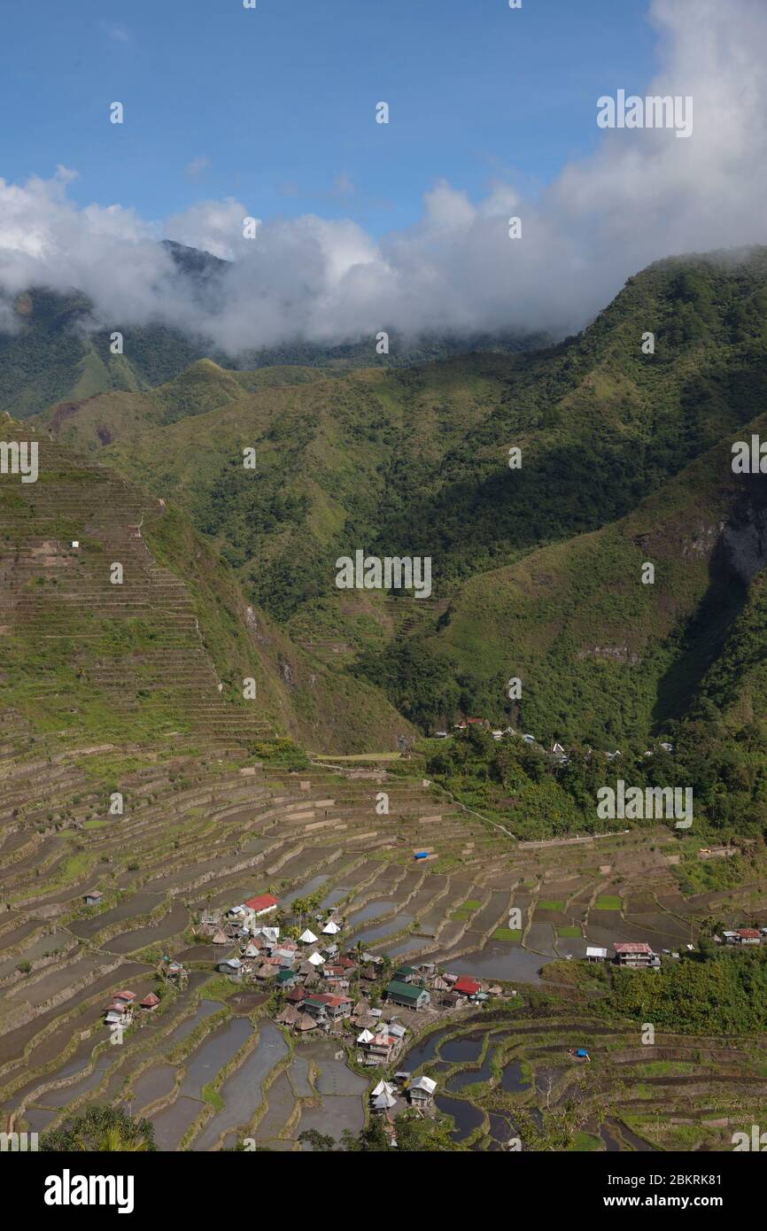 Philippines, île de Luzon, province d'Ifugao, village de Batad, champ de riz Banque D'Images