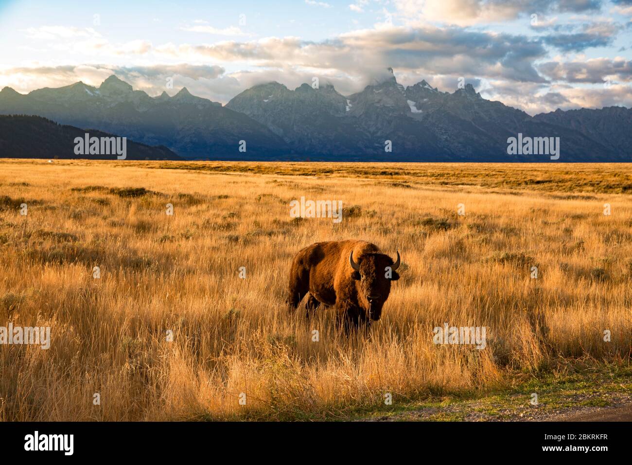 États-Unis, Wyoming, parc national de Yellowstone, classé au patrimoine mondial de l'UNESCO, bison au coucher du soleil Banque D'Images