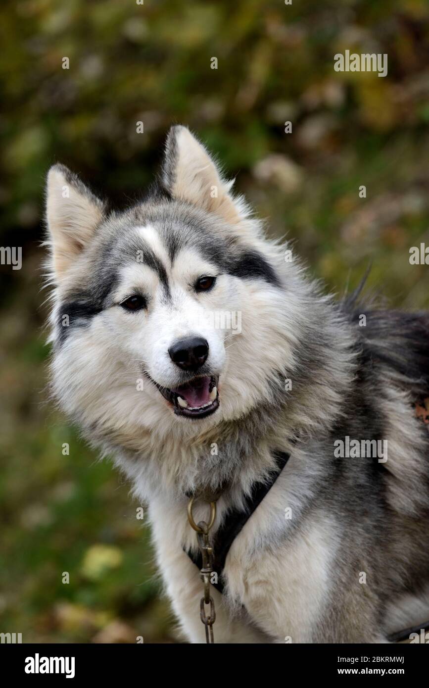 France, Haut Rhin, Orbey, Schoultzbach, ferme des chemins du Nord, activités de loisirs avec chiens de traîneau, chevaux et rennes, chien, race Husky sibérienne, automne Banque D'Images