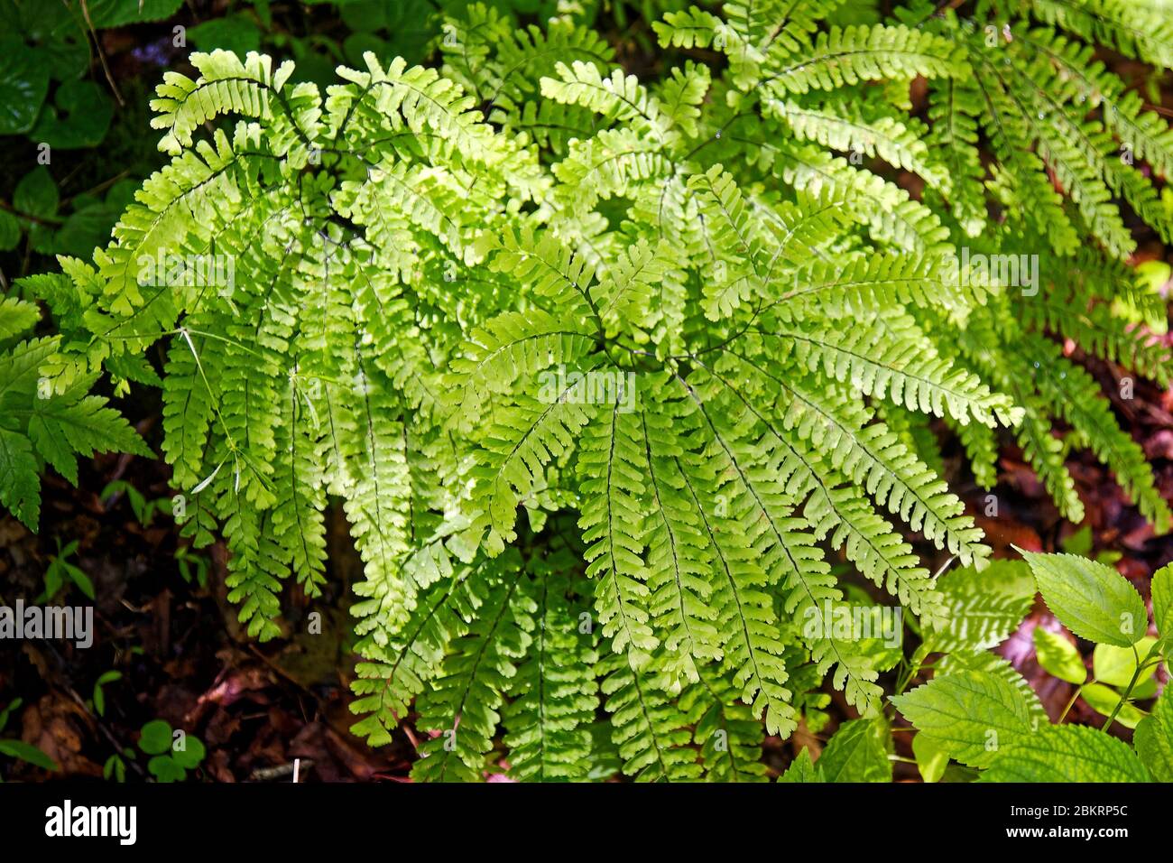 fern, vert, se reproduire par les spores, les bois, la nature, le parc national de Mammoth Cave; Kentucky; USA, Mammoth Cave; KY; printemps Banque D'Images