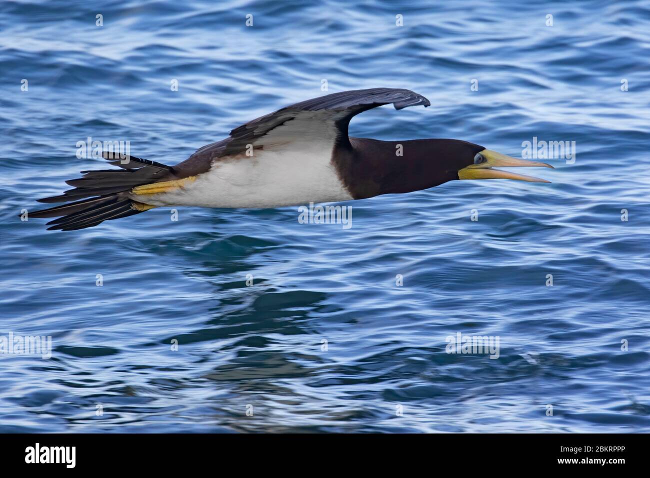 Huée brune (Sula leucogaster) volant de justesse au-dessus de l'eau de mer de l'océan Atlantique Banque D'Images
