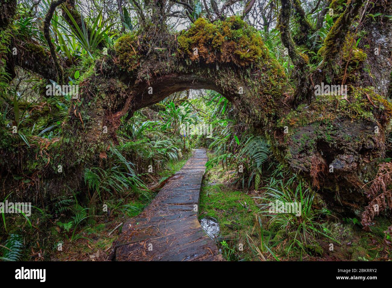 France, Ile de la Réunion, parc national, classé au patrimoine mondial de l'UNESCO, Cirque de Salazie, forêt tamarin de B?louve Banque D'Images