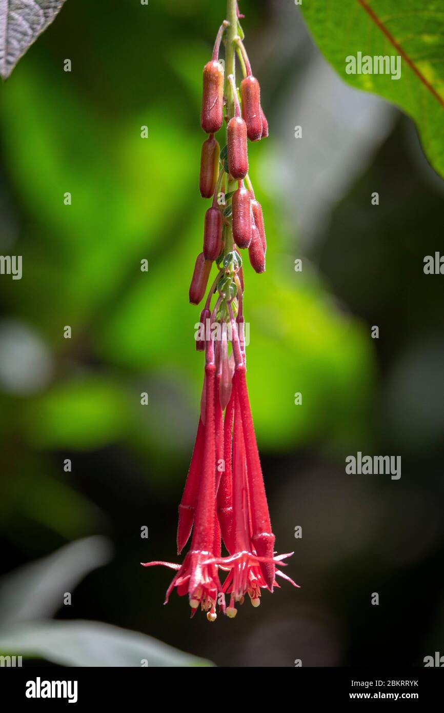 France, Ile de la Réunion, parc national, classé au patrimoine mondial de l'UNESCO, Cirque de Salazie, forêt tamarin de B?louve, Fushia Banque D'Images