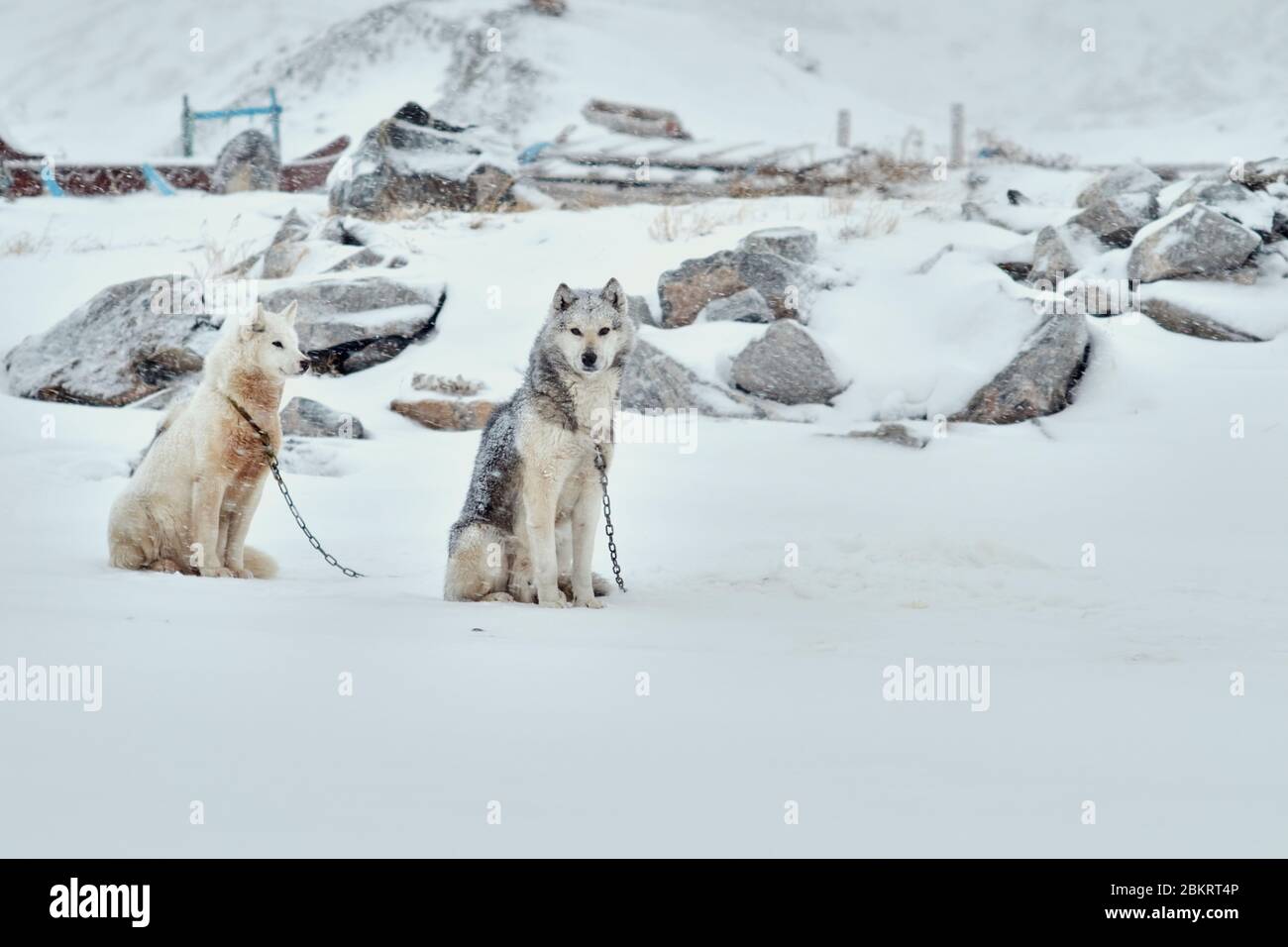 Deux chiens de traîneau enchaînés assis par temps neigeux à Ilulissat Groenland Banque D'Images