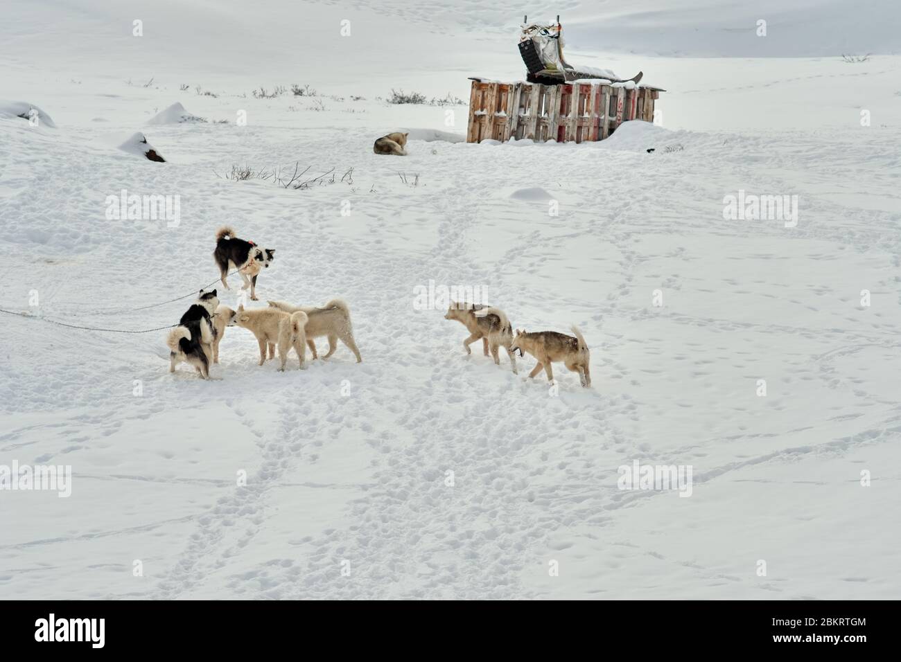 Pack de chiens de traîneau jouant à Ilulissat Groenland Banque D'Images