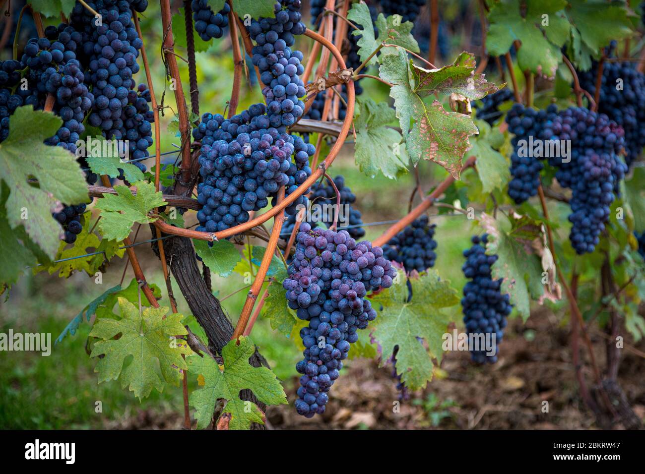 Nebbiolo raisins prêts à la récolte dans le vignoble près de Barolo, Piemonte, Italie Banque D'Images