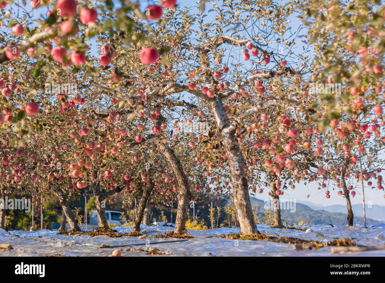 Corée du Sud, province de Gyeongsang Nord, Kimcheon, verger de pomme, feuille d'aluminium répandu sur le sol fait que les fruits mûrissent également d'en dessous Banque D'Images
