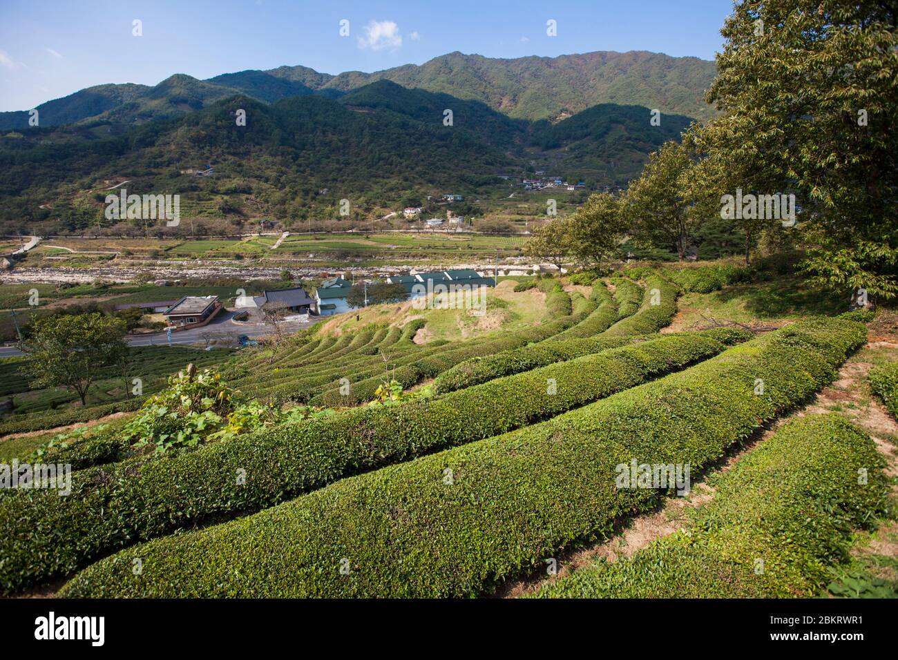 Corée du Sud, province de Gyeongsang Sud, Hadong, plantation de thé, montagnes et village Banque D'Images