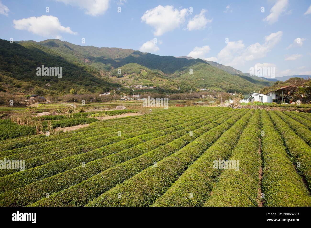 Corée du Sud, province de Gyeongsang Sud, Hadong, plantation de thé, montagnes et village Banque D'Images