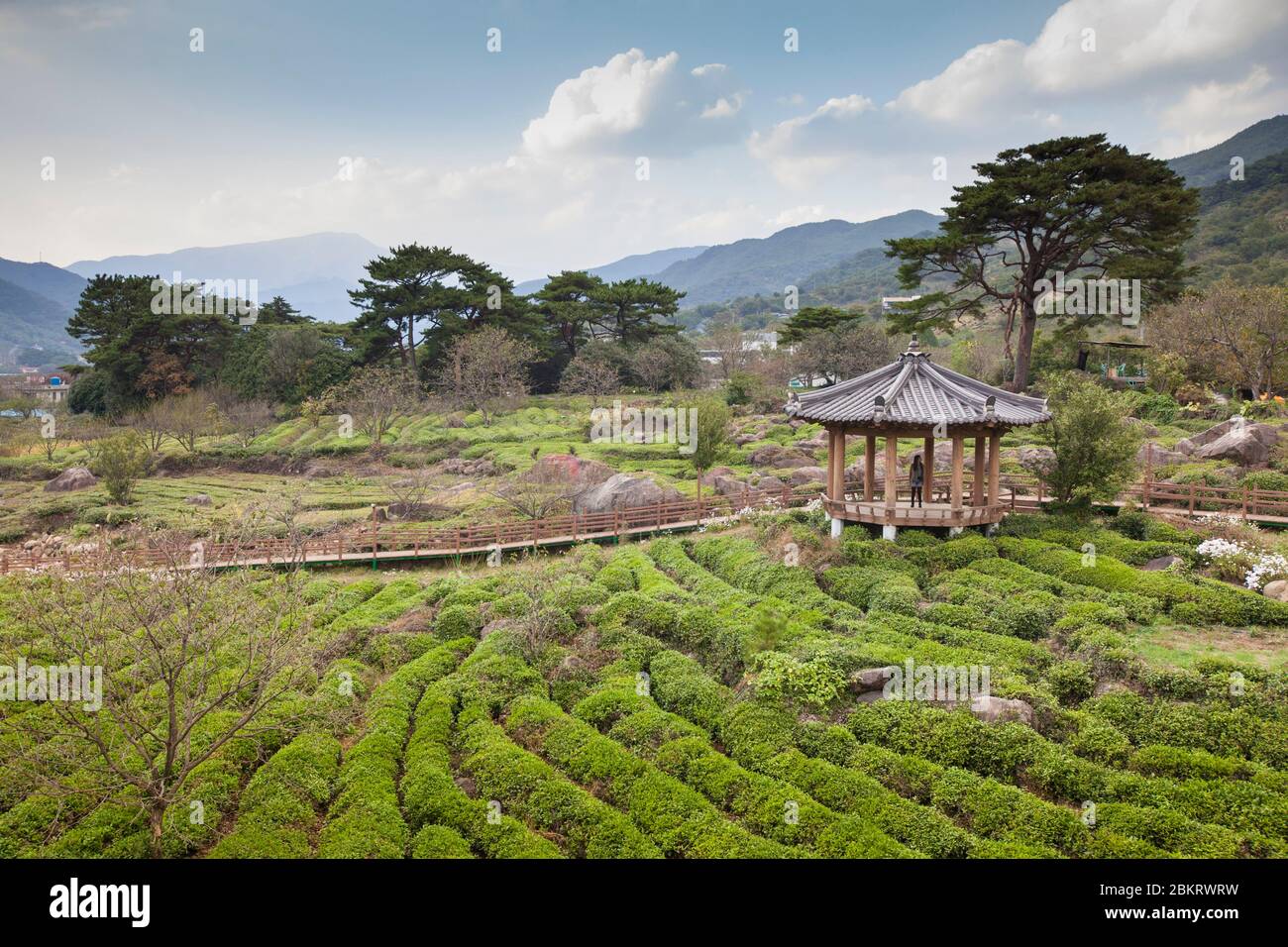 Corée du Sud, province de Gyeongsang Sud, Hadong, plantation de thé, montagnes et kiosque traditionnel en bois Banque D'Images