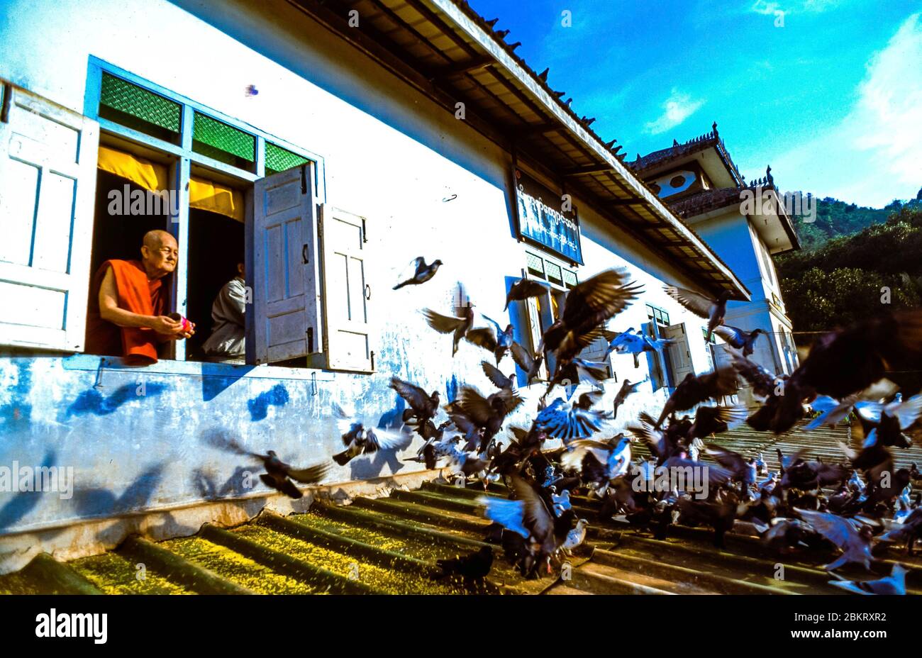 Birmanie, Myanmar, Etat Karen, hPa-an, le vénérable sayadaw Thamanya, Dieu vivant pour beaucoup de Birmans, nourrit les pigeons de sa chambre, dans son ashram Banque D'Images
