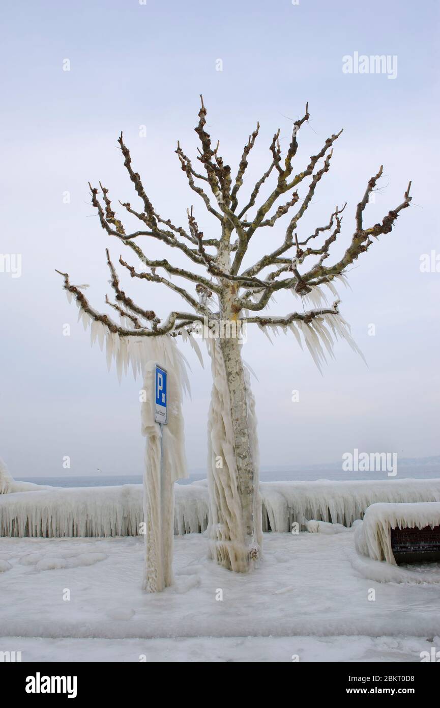 Suisse, canton de Genève, Versoix, les bords du lac Léman se gelant dans un vent très fort et froid, arbres couverts de glace Banque D'Images