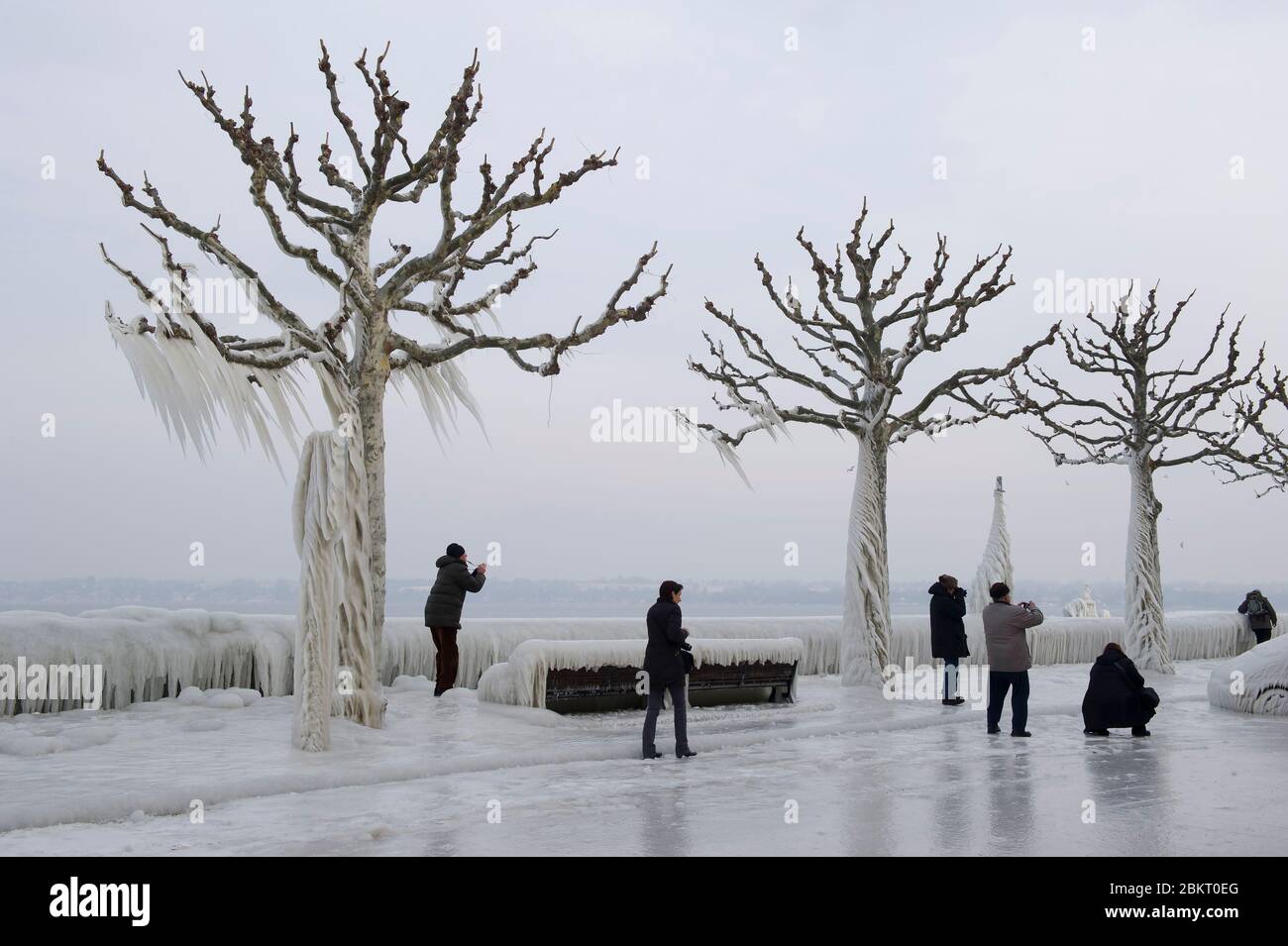 Suisse, canton de Genève, Versoix, les bords du lac Léman se gelant dans un vent très fort et froid, arbres couverts de glace Banque D'Images