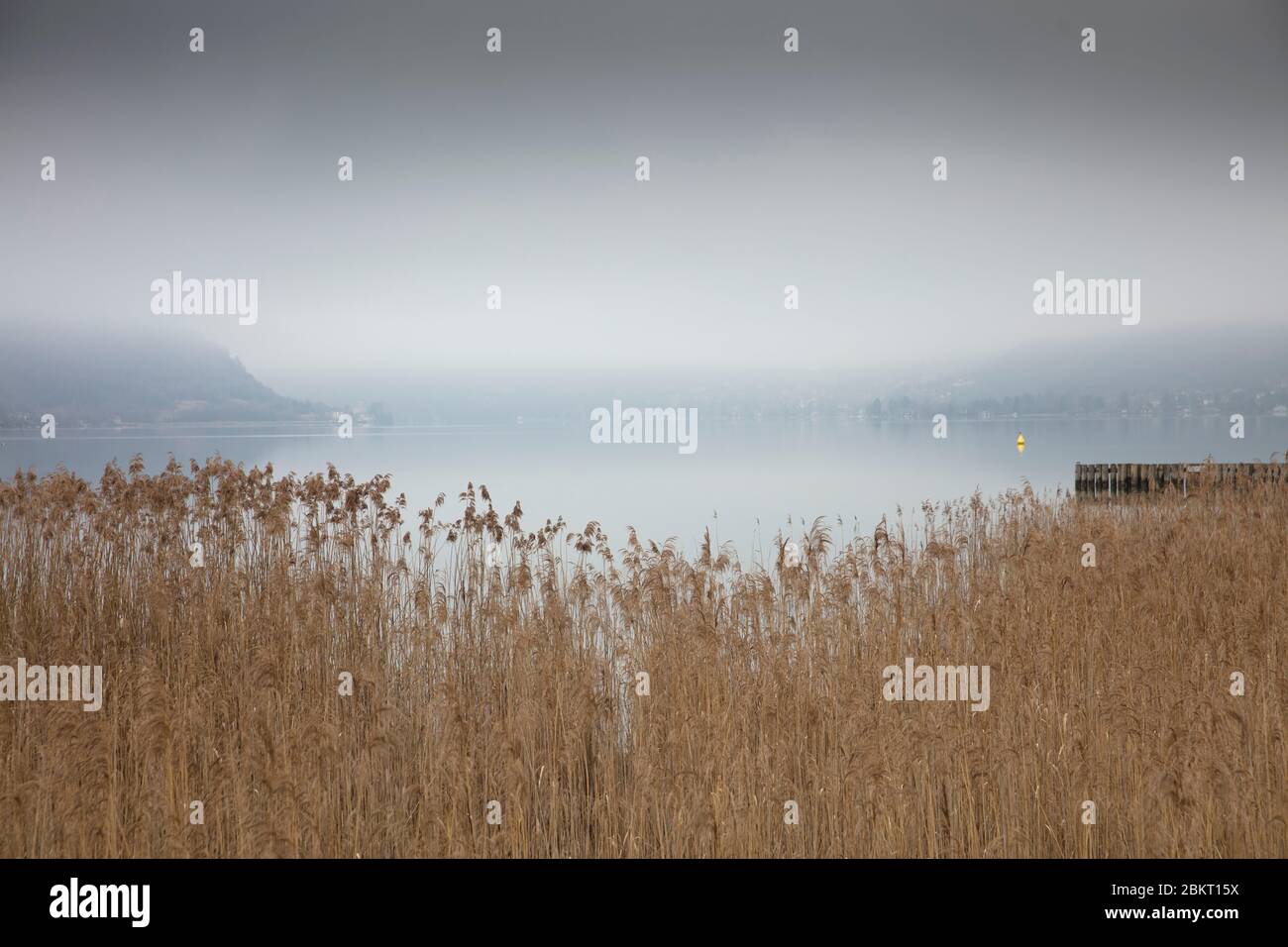 France, haute Savoie, Annecy, lac d'Annecy, roseaux dans la réserve de l'extrémité du lac Banque D'Images