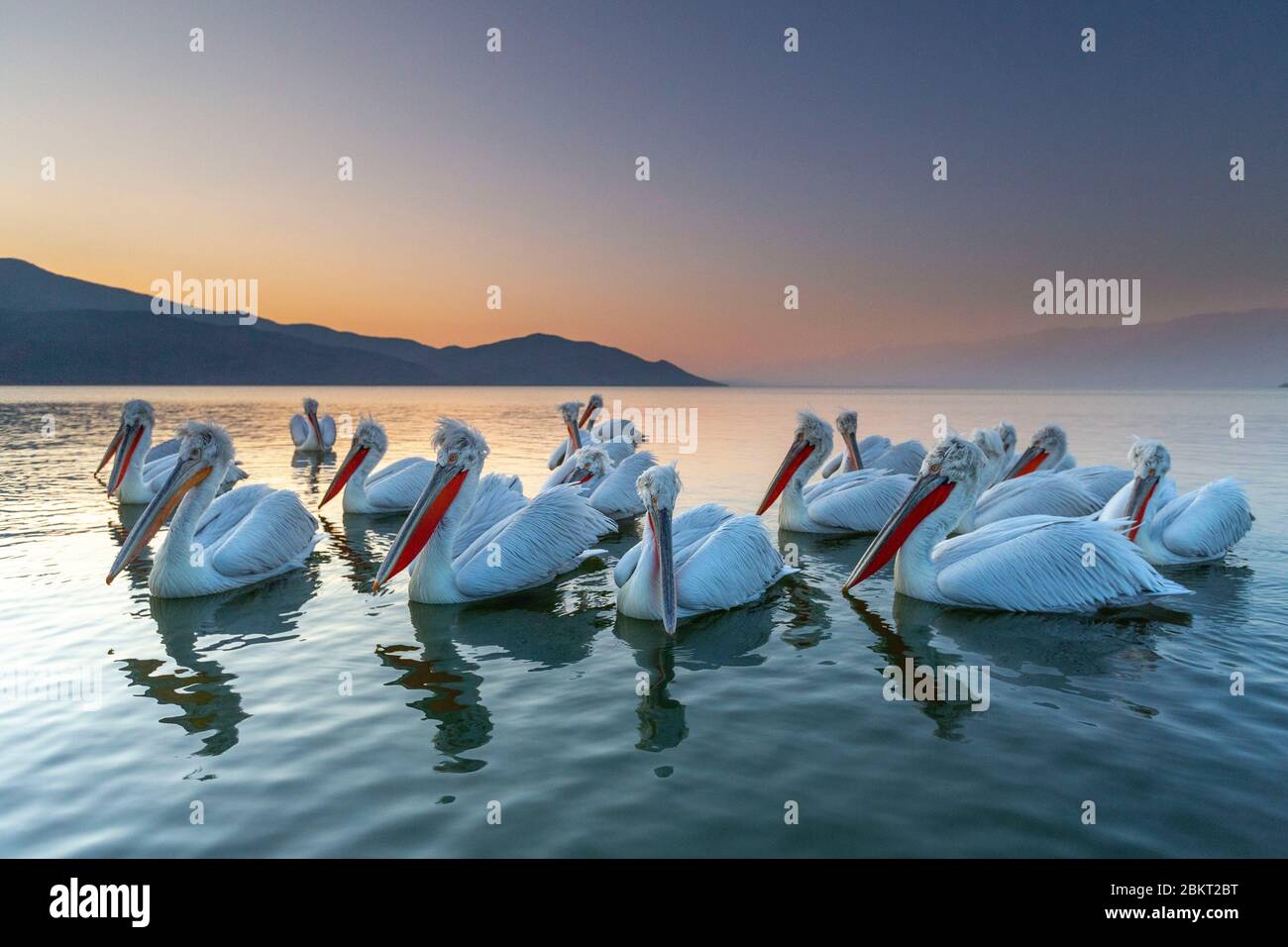 Grèce, Macédoine, lac de Kerkini, pélican dalmatien (Pelecanus crispus) Banque D'Images