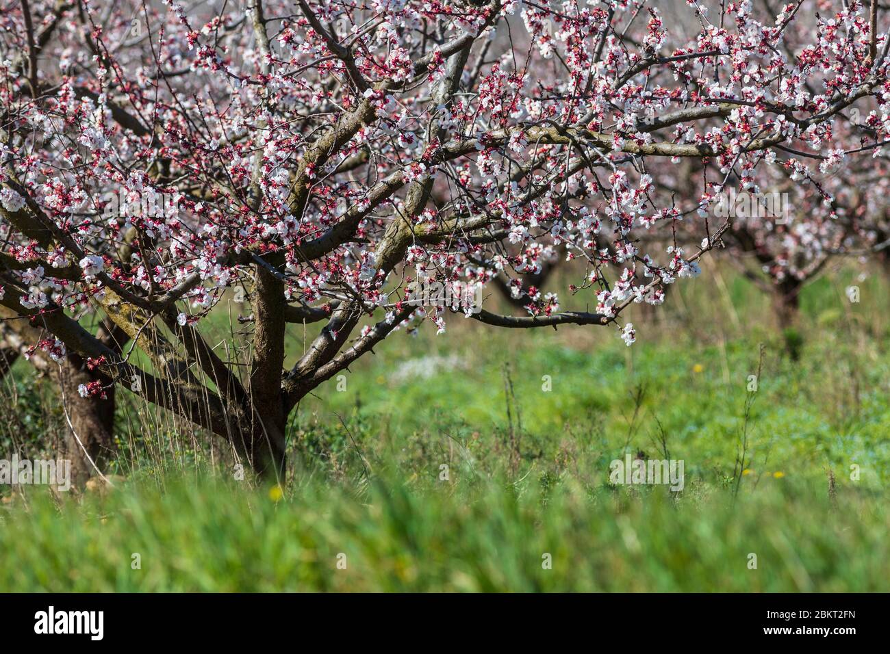 France, Bouches-du-RH?ne, Saint-Martin-de-Crau, plaine de Crau, verger d'abricot en fleur Banque D'Images