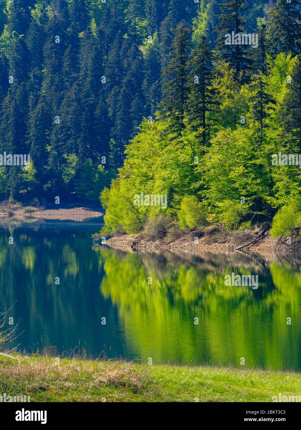 Saison de printemps dans la forêt verte lac Lokve Croatie Europe Banque D'Images
