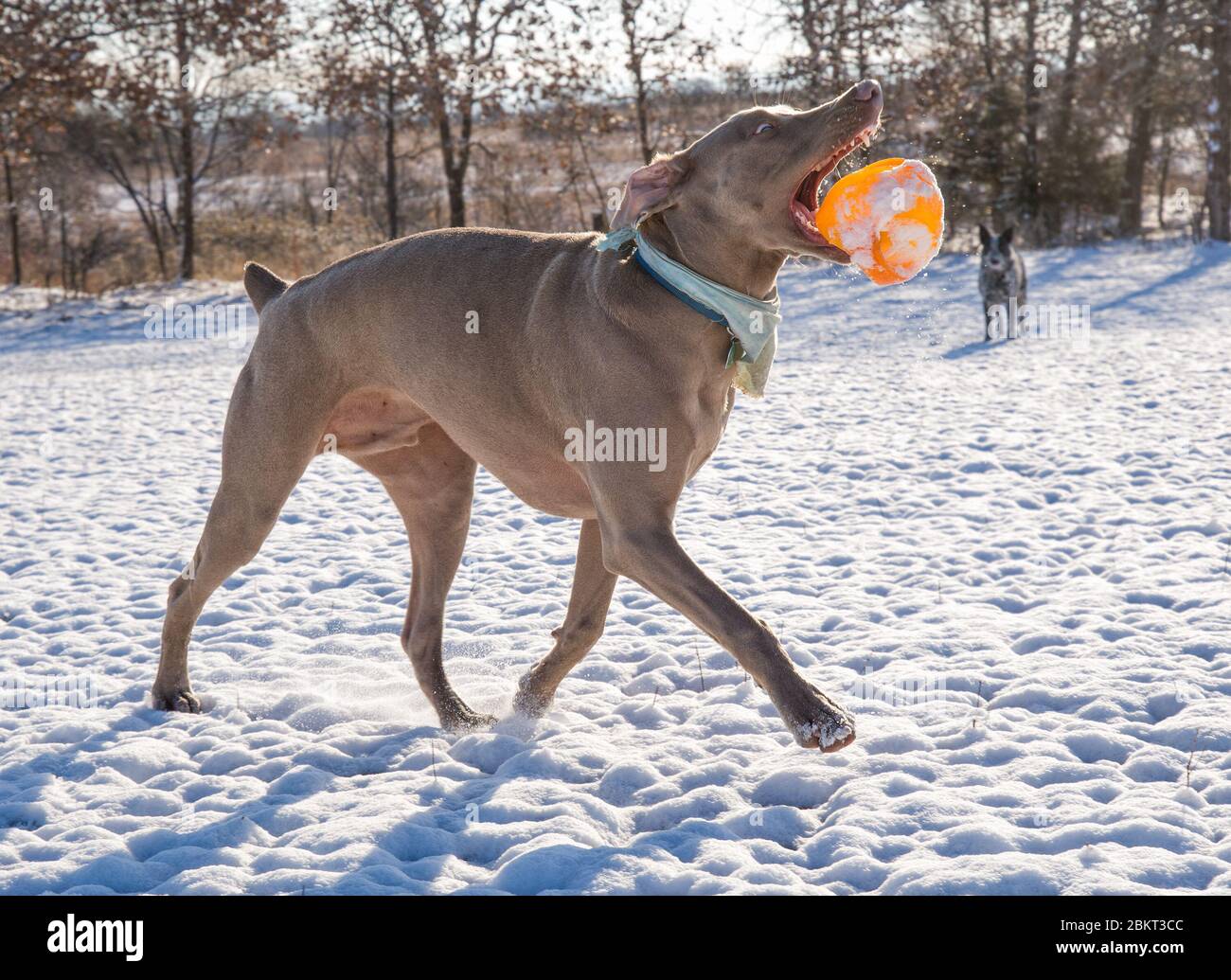 Le chien Weimaraner lance une balle dans l'air pendant qu'il court, dans une scène hivernale enneigée, contre-éclairée par le soleil Banque D'Images