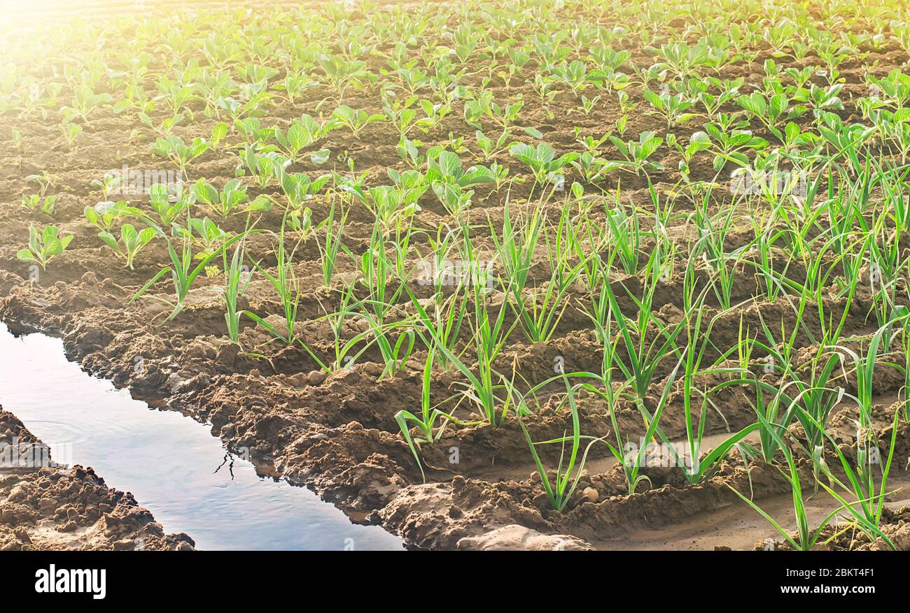 Arrosage des plantations de poireaux et de jeunes choux. Champ agricole. Agro-industrie et agro-industrie. La croissance de produits alimentaires écologiques biologiques Banque D'Images