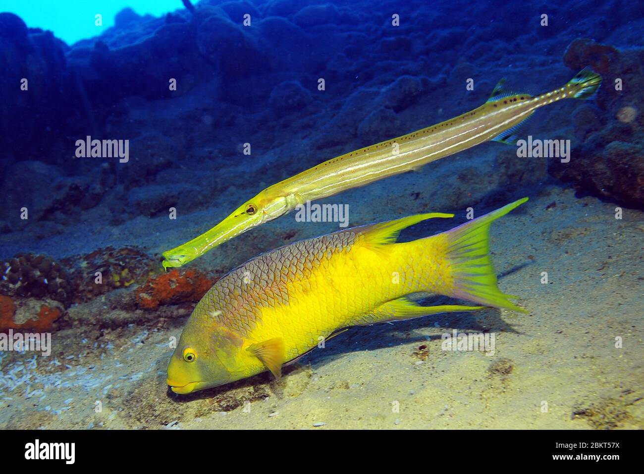 Le poisson-truite tente de se faufiler sur une proie en se cachant sur un poisson-hogfish espagnol de même couleur, Bonaire, île, Caraïbes Banque D'Images