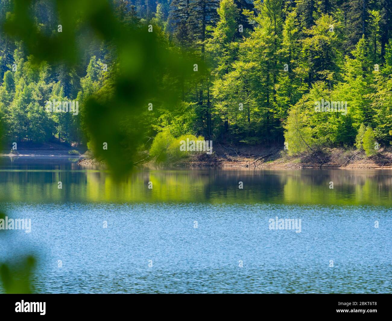 Saison de printemps dans la forêt verte forêt boisé lac Lokve Croatie Europe Banque D'Images