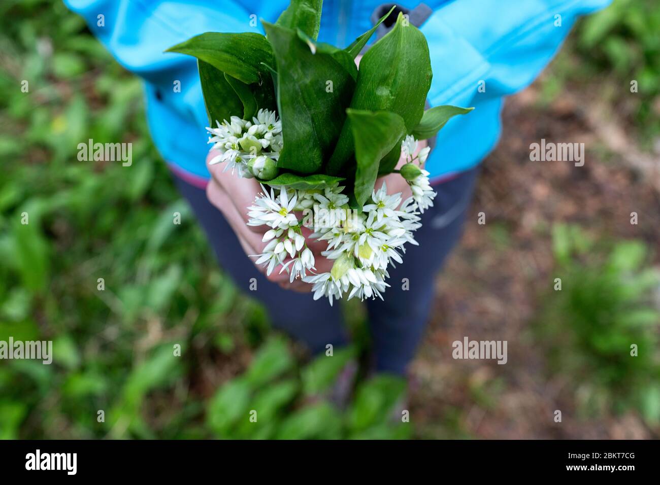 mains de femme tenant un bouquet d'ail sauvage frais à fleurs foré dans un joli bois à feuilles caduques Banque D'Images