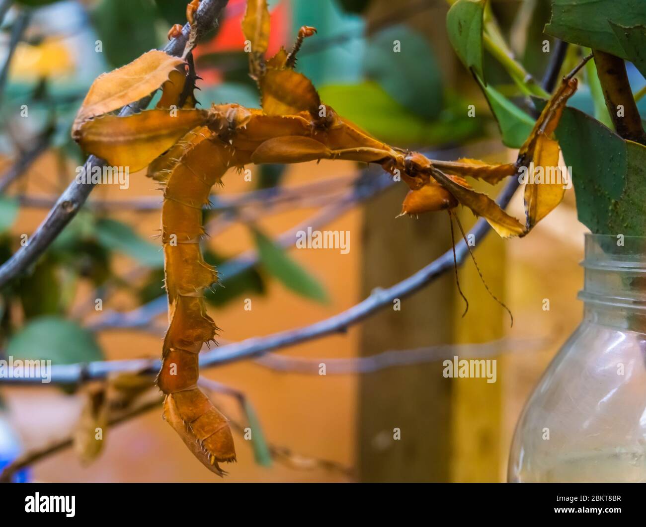 Insecte de feuilles épineux en macro gros plan, espèce de bâton de marche tropicale d'Australie Banque D'Images