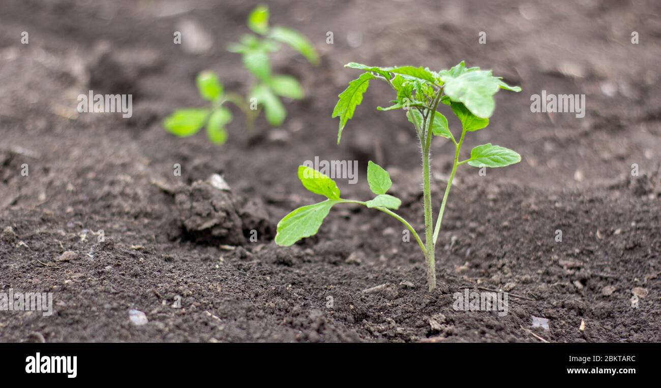 Plantule de tomate dans le sol dans le champ, la culture de tomates dans le sol ouvert pour la poursuite de la mise en œuvre, l'activité de la culture des légumes. Banque D'Images