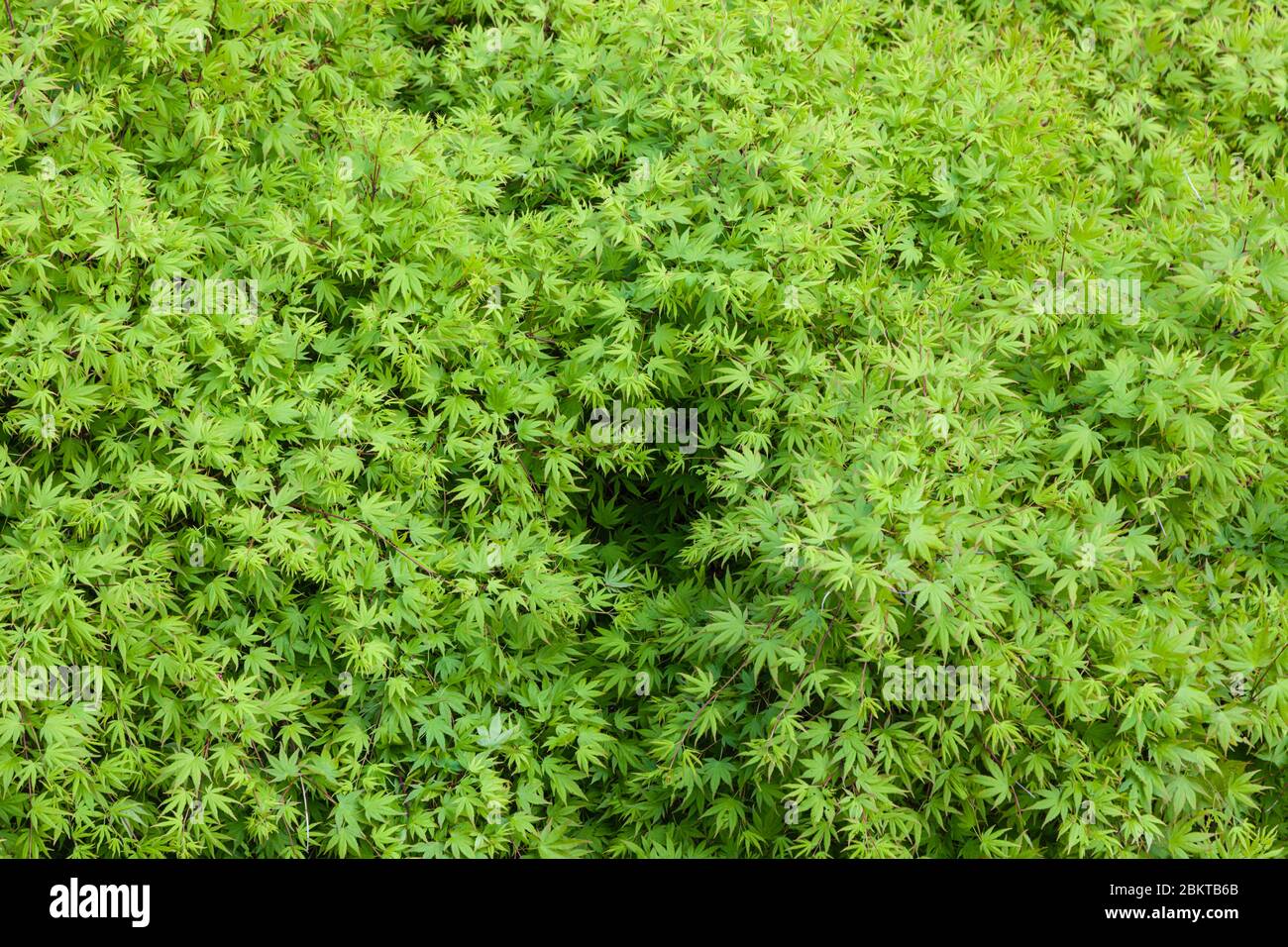 Texture de fond des feuilles d'érable vert frais au printemps Banque D'Images