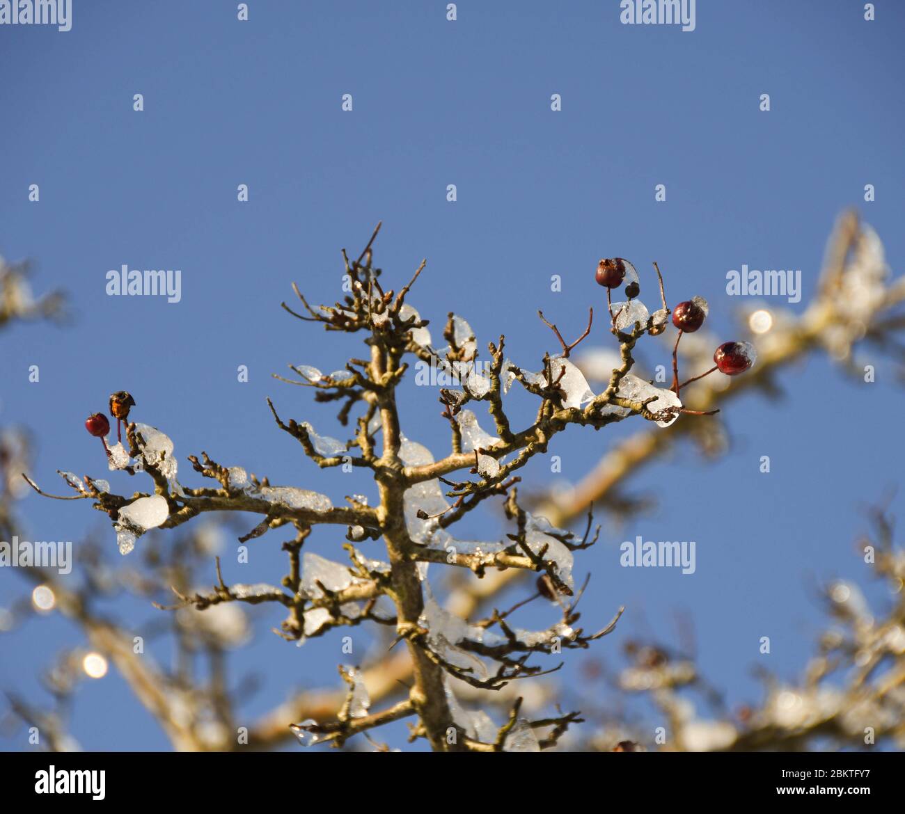 Cristaux de glace sur les baies sur la branche d'une plante Banque D'Images