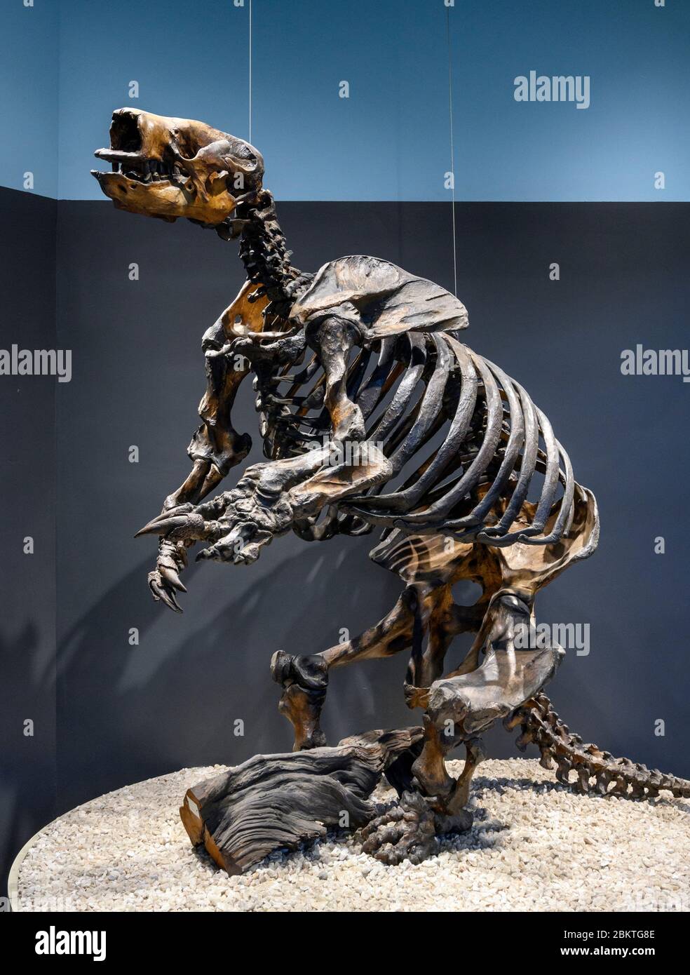 Sloth géant. Squelette du terrain de Harlan Sloth (Paramylodon harlani) dans le musée de la Brea Tar Pits, Los Angeles, Californie, États-Unis Banque D'Images