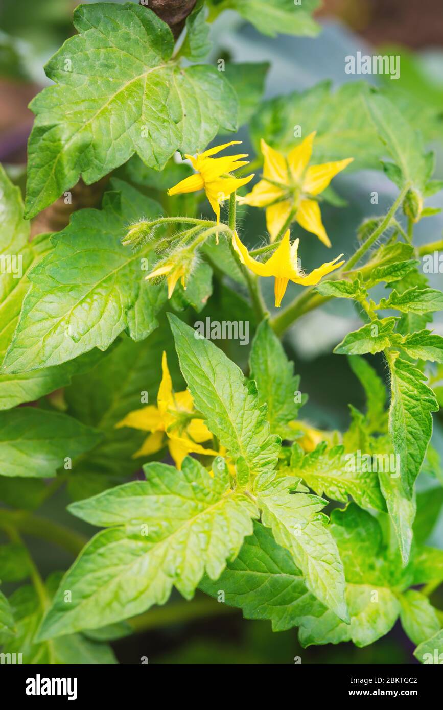 Bouquet de fleurs jaunes de tomate en serre. Gros plan. Feuilles et tiges vertes en arrière-plan. Banque D'Images