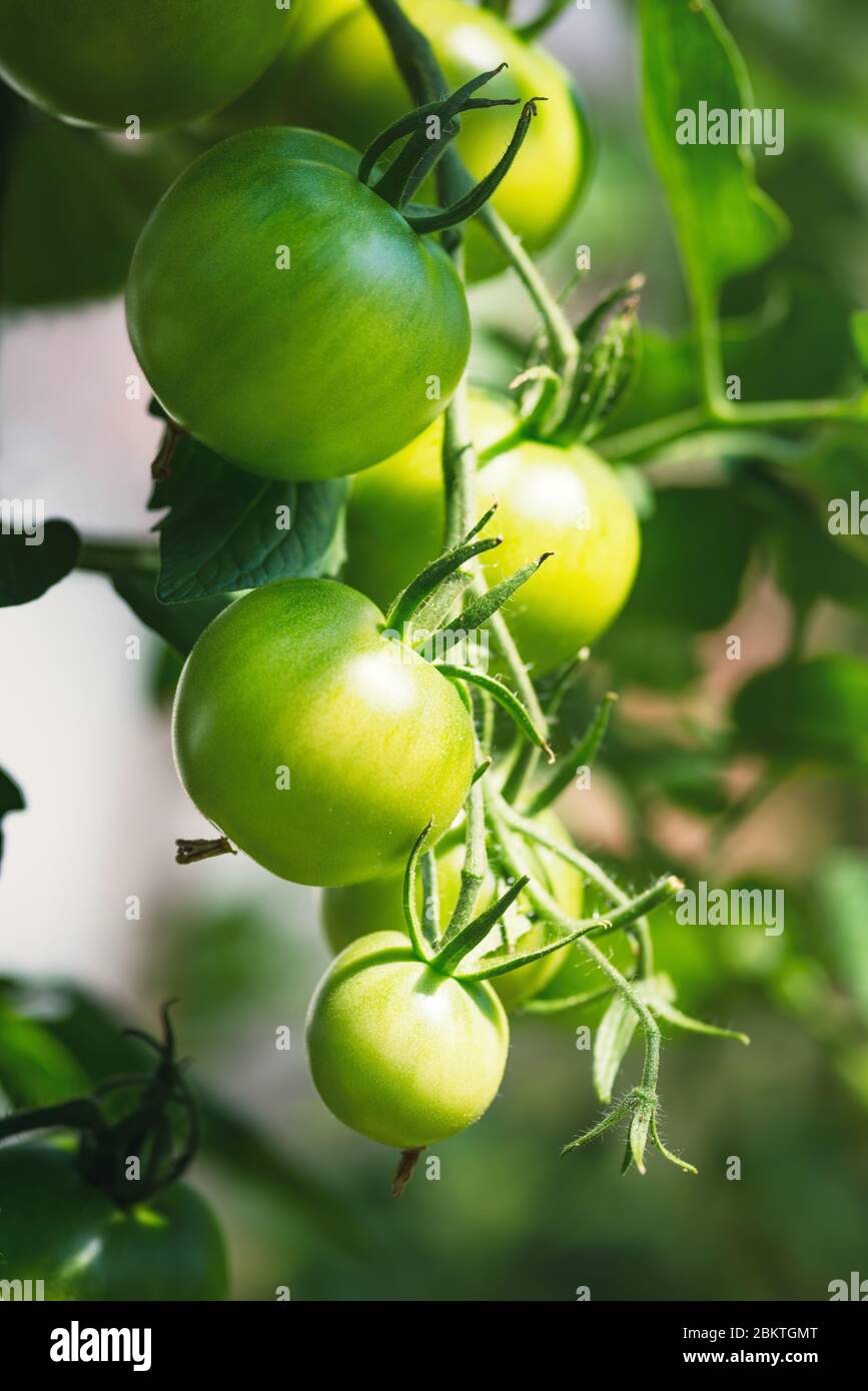 Bouquet de tomates vertes non mûres fraîches, cultivées sur une branche en serre maison. Arrière-plan flou et espace de copie pour votre publicité me texte Banque D'Images
