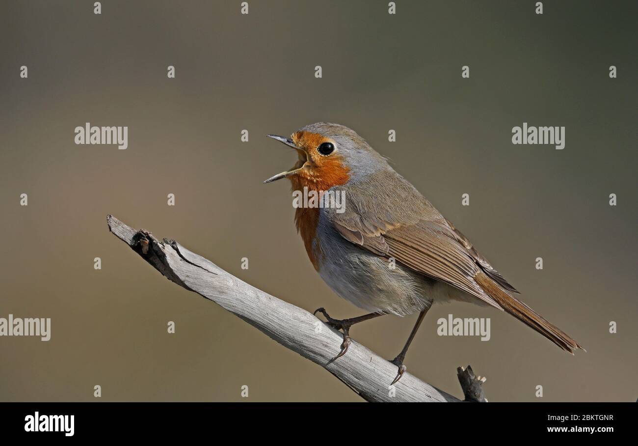 Robin, erithacus rubecula, chantant d'une branche Banque D'Images