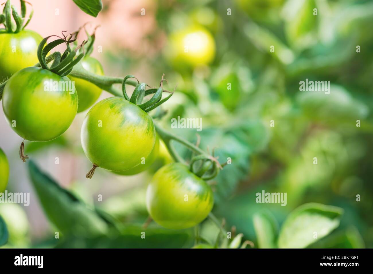 Bouquet de tomates vertes non mûres fraîches, cultivées sur une branche en serre maison. Arrière-plan flou et espace de copie pour votre publicité me texte Banque D'Images