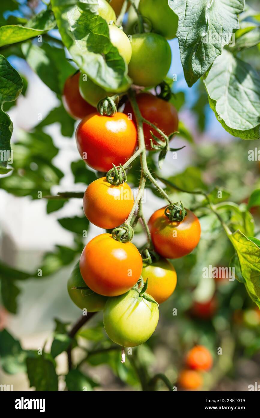 Bouquet frais de tomates rouges mûres et non mûres naturelles poussant sur une branche dans une serre maison. Arrière-plan flou et espace de copie pour votre publicité Banque D'Images
