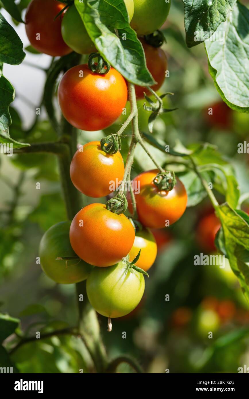 Bouquet frais de tomates rouges mûres et non mûres naturelles poussant sur une branche dans une serre maison. Arrière-plan flou et espace de copie pour votre publicité Banque D'Images