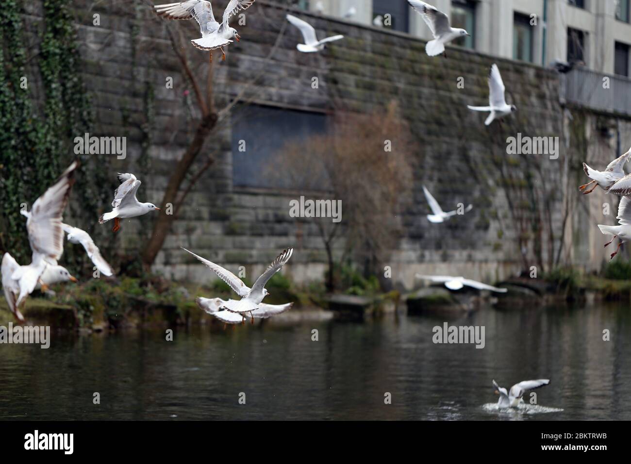 Plusieurs mouettes volent sur le dessus d'une rivière située à Zurich, en Suisse. Sur cette photo, vous pouvez voir plusieurs oiseaux blancs voler et nager. Banque D'Images