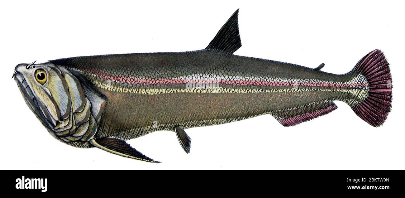 Hydrolycus scomberoides. Banque D'Images Hydrolycus scomberoides. Banque D'Images
