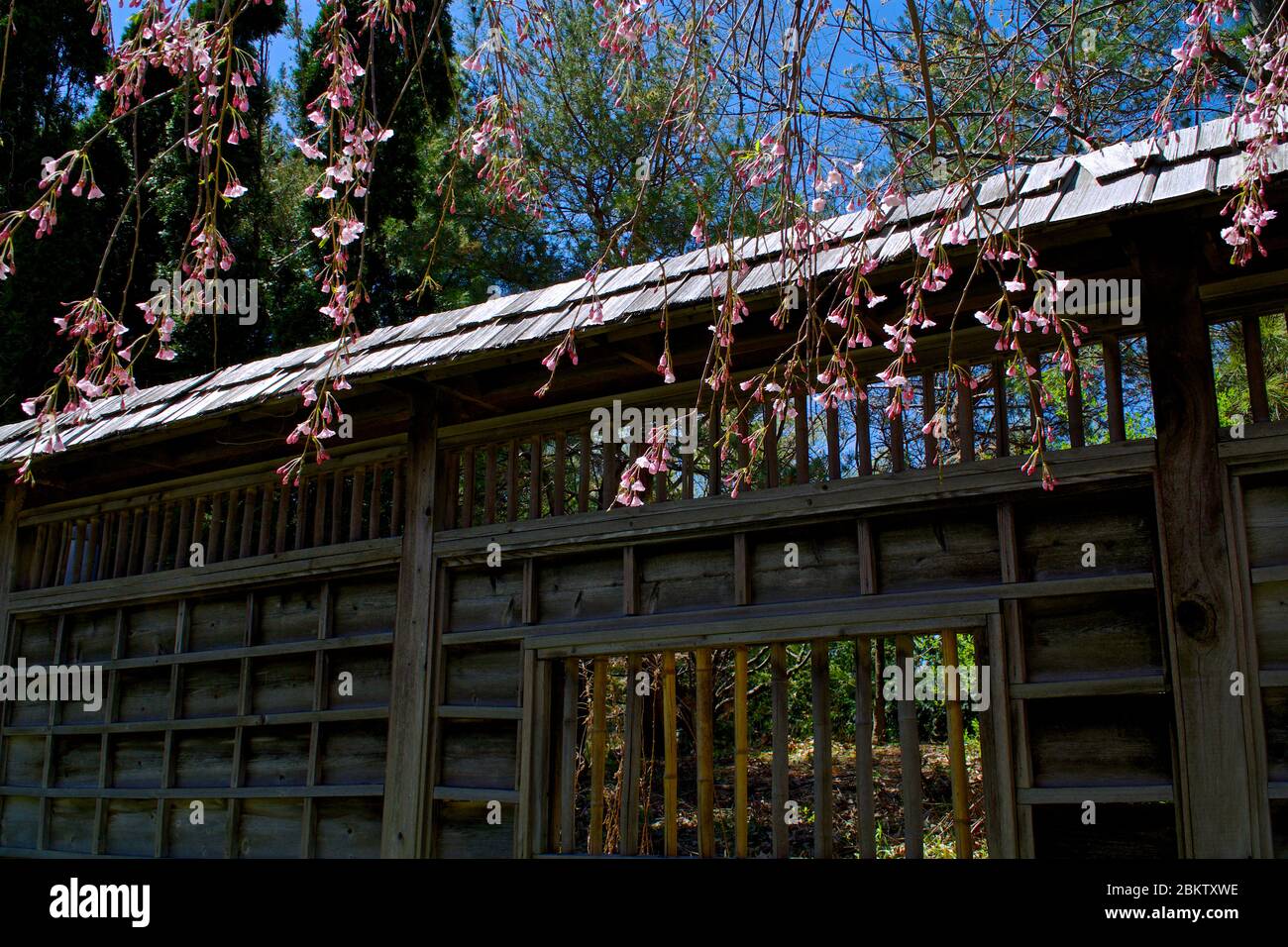 Jardin japonais avec clôtures japonaises traditionnelles dans un parc public, Ontario, Canada Banque D'Images