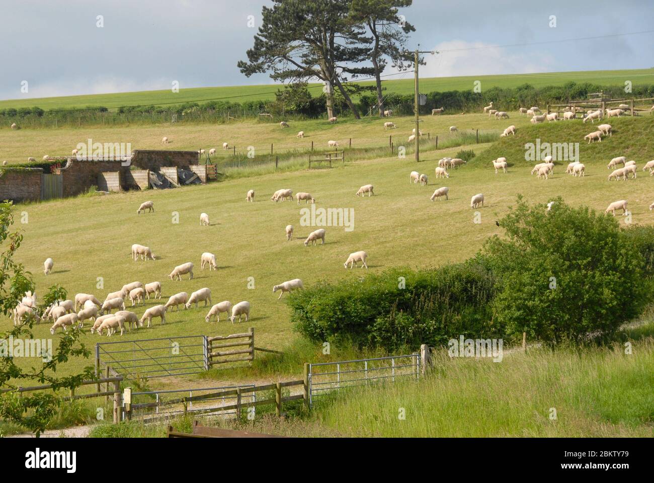 Troupeau de moutons de rivage paître dans un champ. Le champ est en pente et la plupart des moutons sont en descente. Banque D'Images