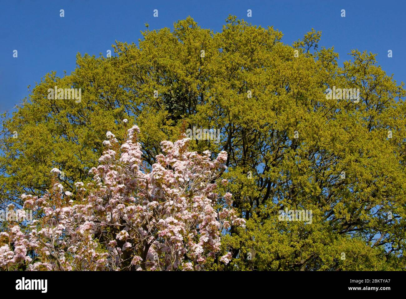 Fleur rose sur Prunus Amanogawer, avec des feuilles vertes fraîches sur le chêne anglais, Quercus robur, au-delà au soleil de printemps et ciel bleu profond sans nuages derrière Banque D'Images