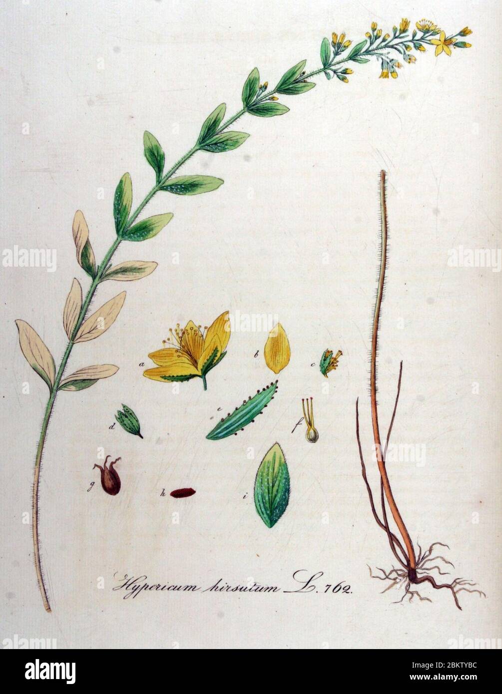 Hypericum hirsutum — Flora Batava — Volume v10. Banque D'Images