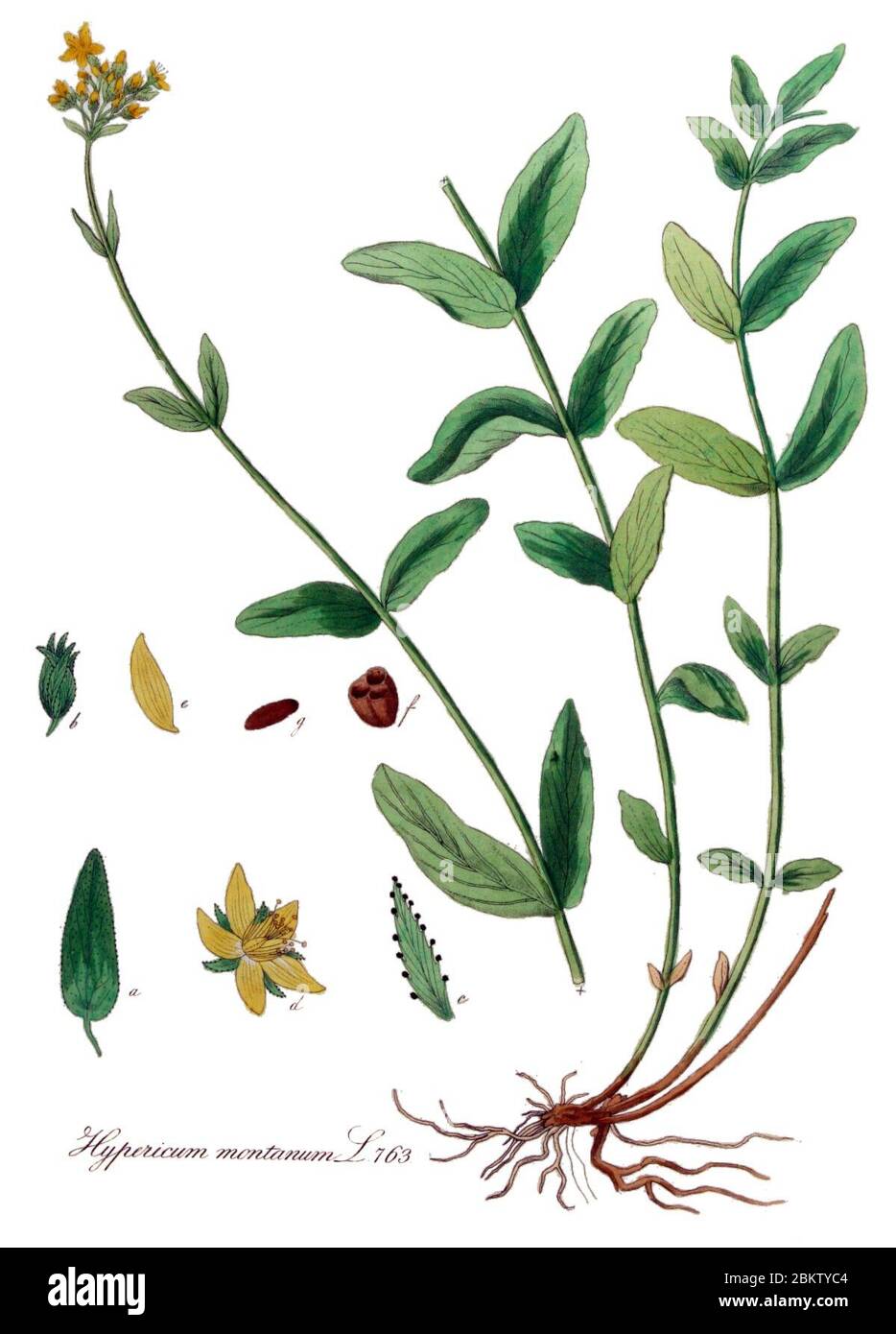 Hypericum montanum — Flora Batava — Volume v10 Clean. Banque D'Images