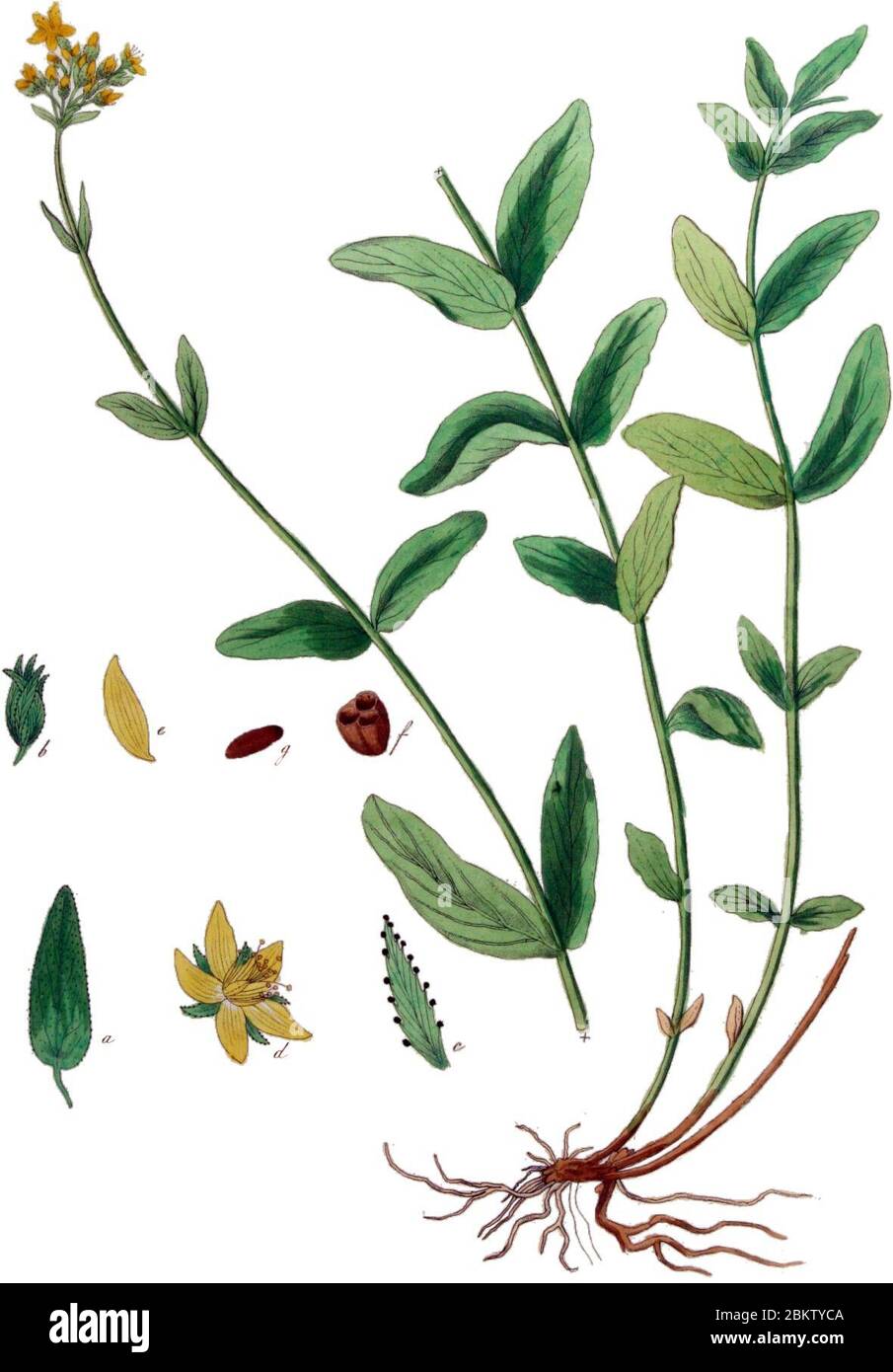 Hypericum montanum — Flora Batava — Volume v10 Clean no-description. Banque D'Images