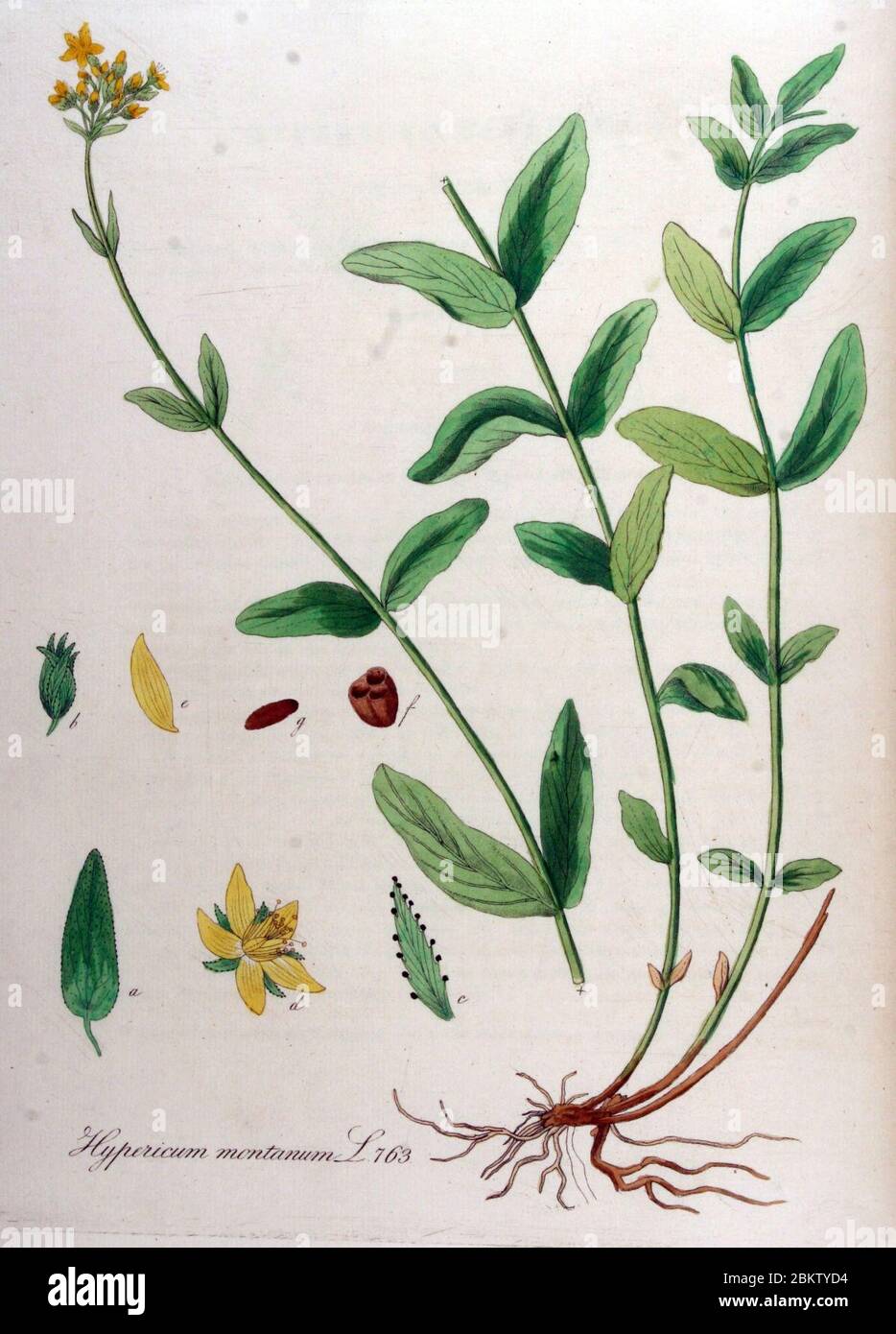 Hypericum montanum — Flora Batava — Volume v10. Banque D'Images