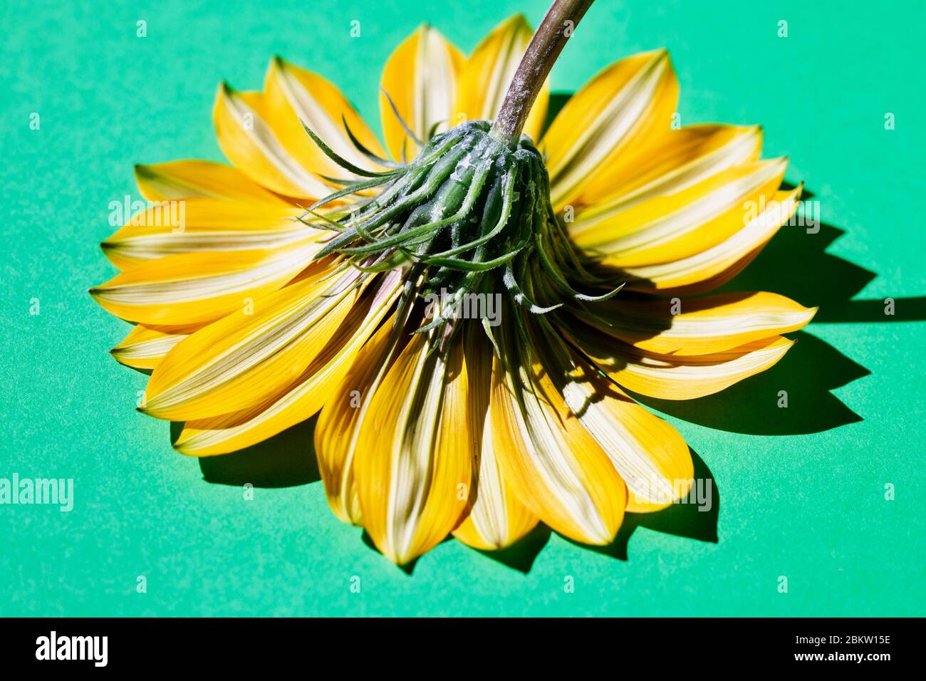 Belle corolle blanche -jaune avec des sépales verts sur fond coloré , tête de fleur gazania , Banque D'Images