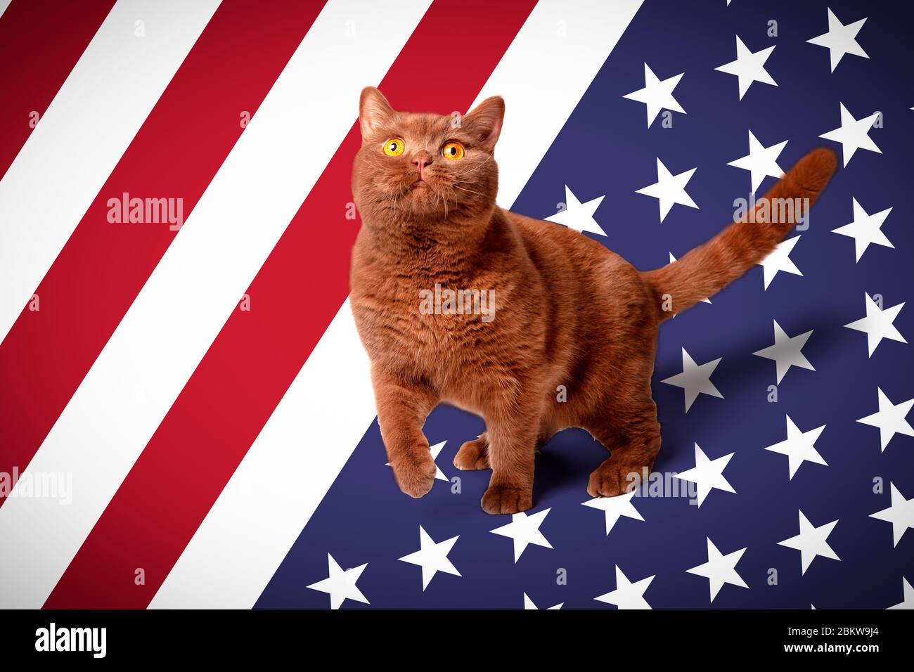 Portrait D Un Chat Yeux Jaune Vif Un Regard Ludique Chat Britannique Chocolat Au Lait Brun Couleur Cannelle Sur Le Fond De La Flga Des Etats Unis Con Photo Stock Alamy